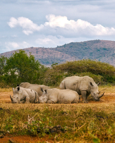 Hluhluwe-iMfolozi-Park in Südafrika: 2 Nächte im Hluhluwe in KwaZulu-Natal