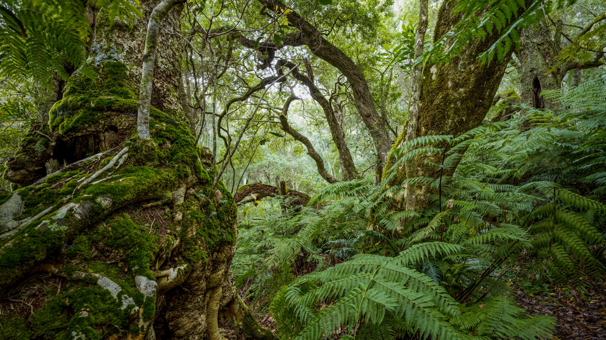 Knysna Forest: Garden of Eden