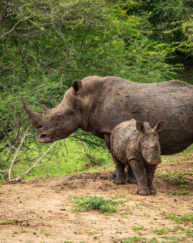 Mkhaya Game Reserve Nashörner