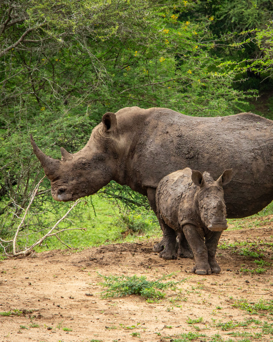 Mkhaya Game Reserve Nashörner