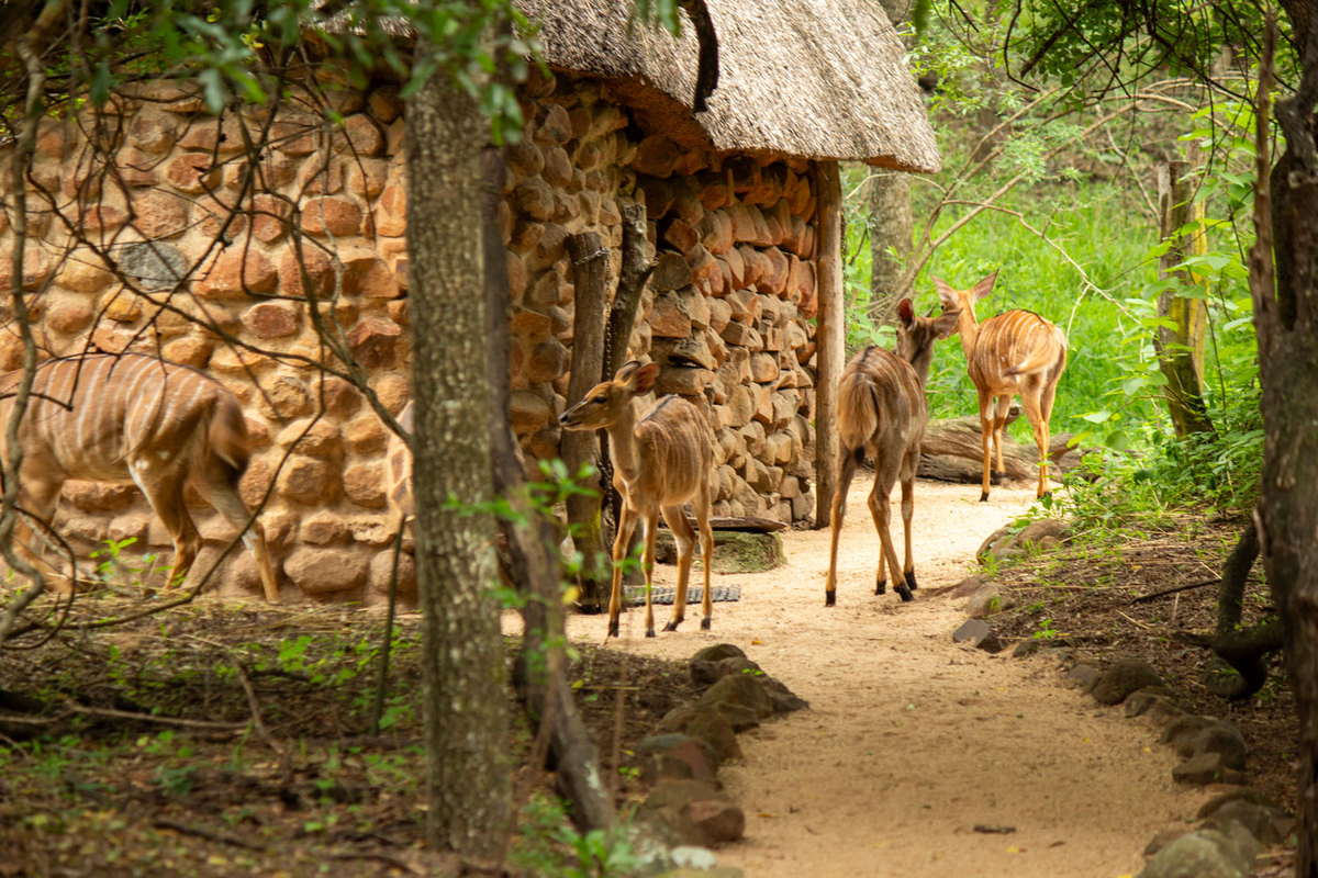 Tiere an unserer offene Hütte im Stone Camp im Mkhaya Game Reserve in Eswatini