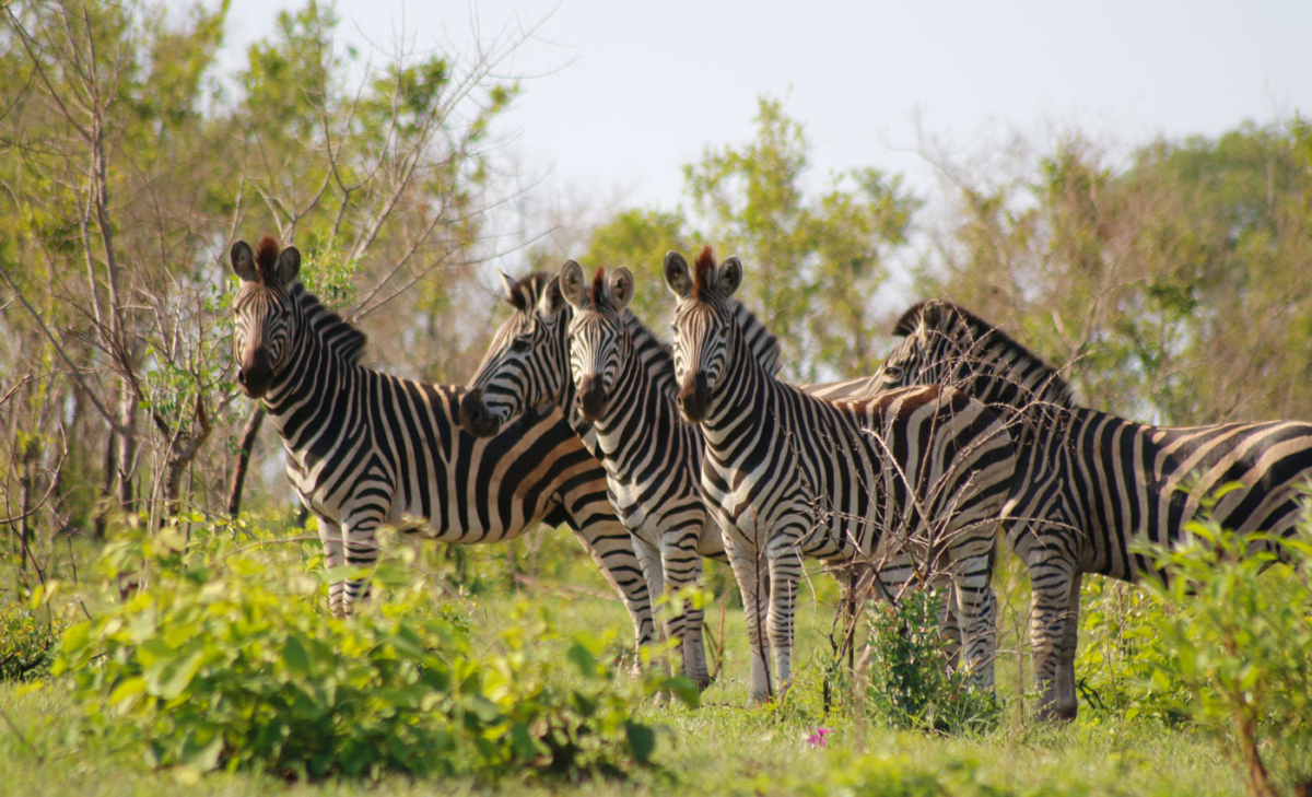 Zebras im Mkhaya Game Reserve