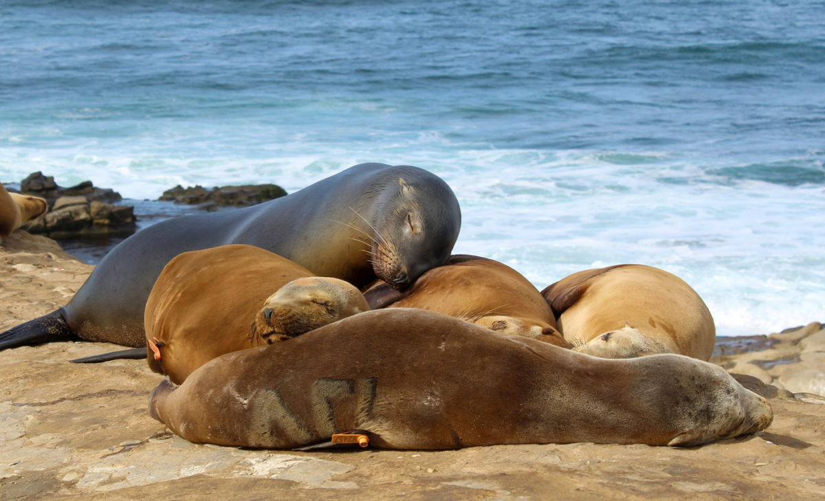 Seelöwen am La Jolla Beach in San Diego