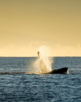 Maui Insel Hawaii Buckelwal ein Highlight