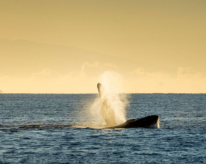 Maui Insel Hawaii Buckelwal ein Highlight