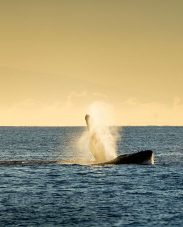 Maui Insel Hawaii Buckelwal ein Highlight