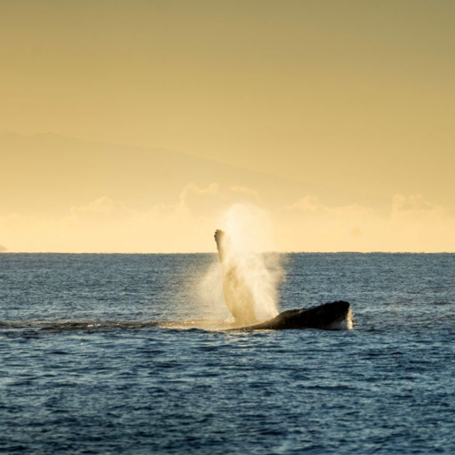 Maui, Hawaii: 17 Sehenswürdigkeiten mit Tipps für Urlaub auf der Insel Maui