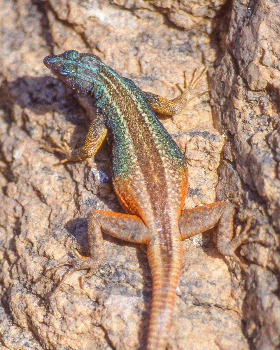 Augrabies flat lizard