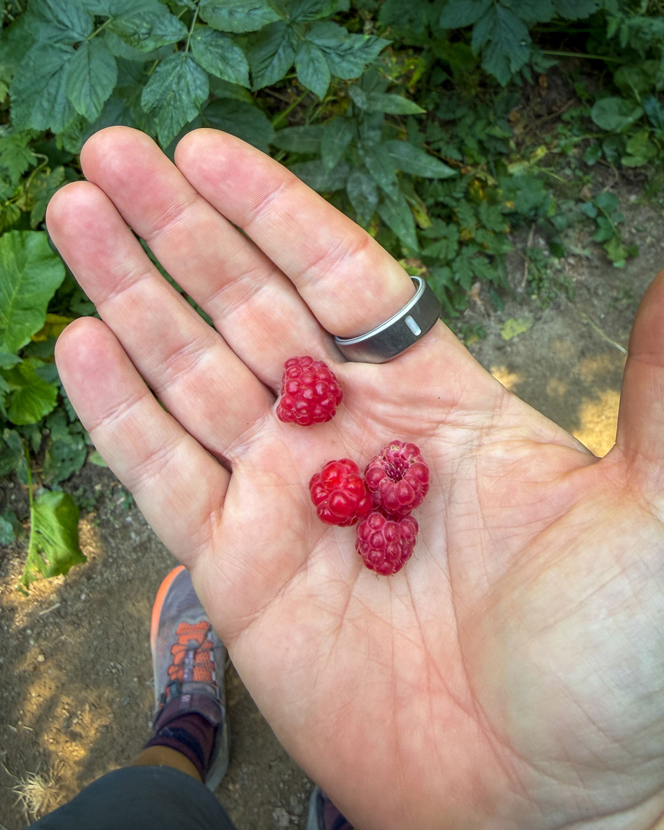 Tag 2 Peaks of the Balkans: Wilde Himbeeren