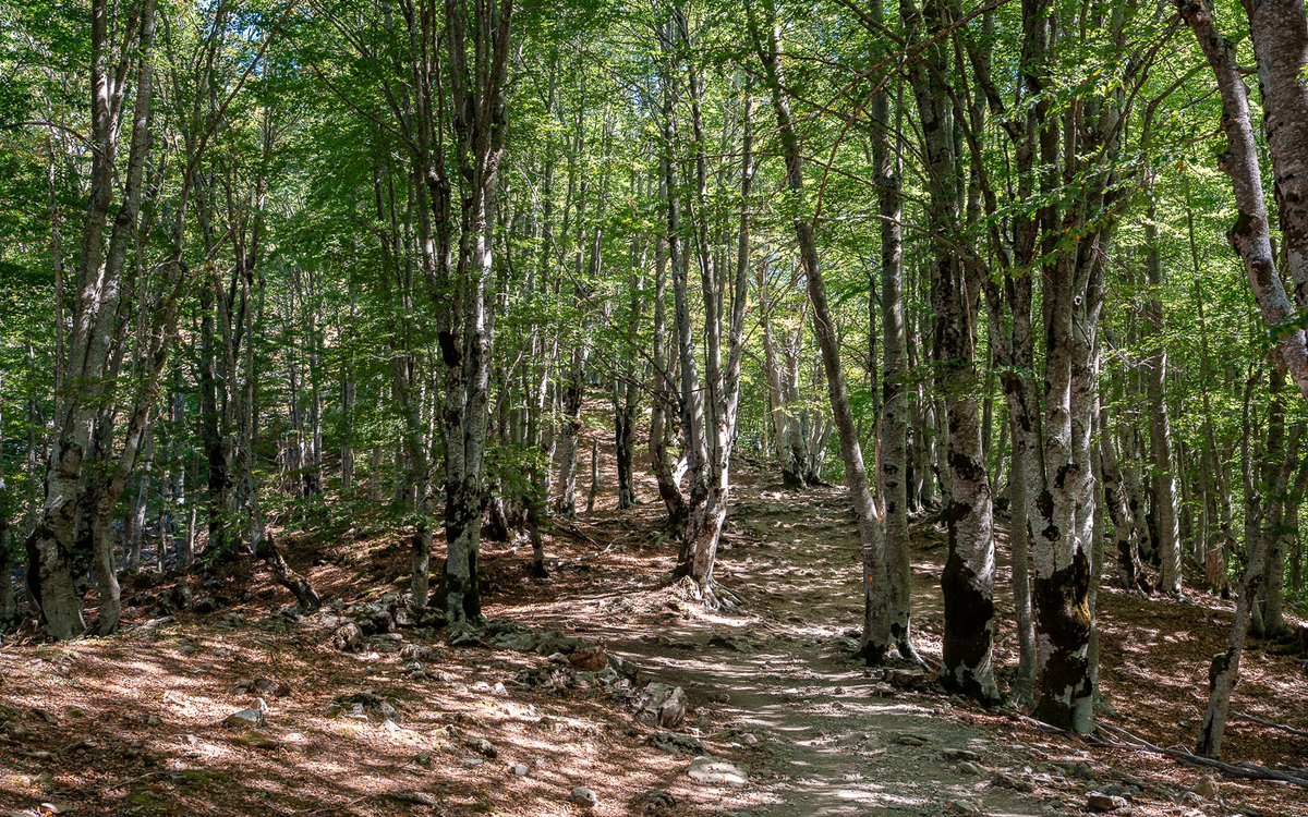 Balkan-Trail: Auf dem Weg zum Valbona Pass durch einen idyllischen Wald