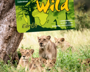 Erfahrung: Wild Card Südafrika