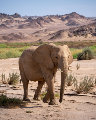 Safari planen: Der ultimative Guide für deine erste Safari